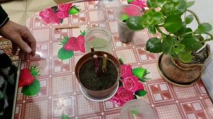 Размножение малины черенками.