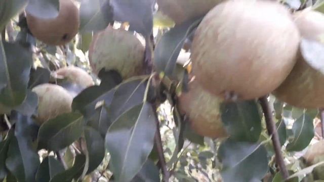 Аннушка , сорт груши... смотреть онлайн