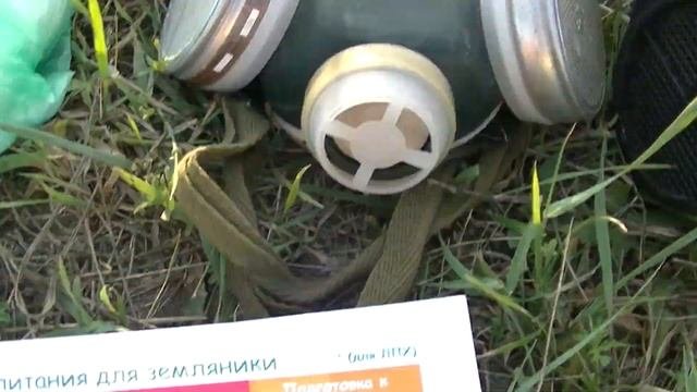 Чем кормить клубнику. Листовые и Корневые подкормки
