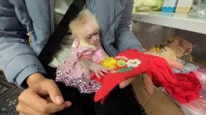 Mom and baby monkey Abi go shopping for new clothes