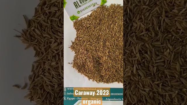 Caraway Organic & Conventional Season 2023 for Export #caraway #seeds #organic #export #egypt #herb