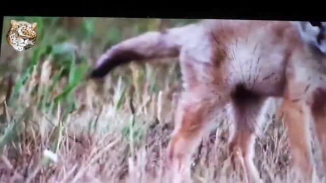 интересные факты корсак или Степной лисицы смотреть онлайн