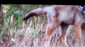 интересные факты корсак или Степной лисицы