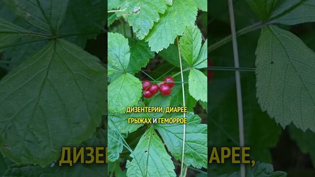 Костяника - при обменных нарушениях