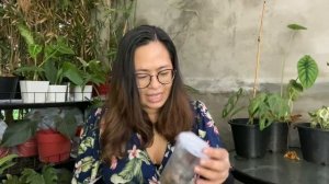 WEDNESDAY GROUP: MOMMY PEHPOT 50 PLANTS GIVEAWAY (50K SUBS CELEBRATION)