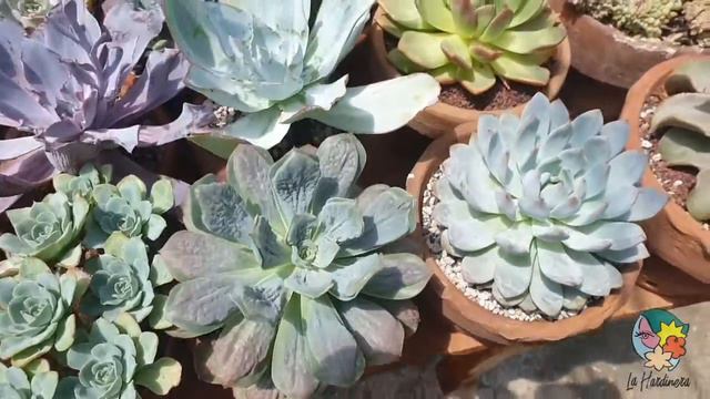 La Hardinera Succulent Collections смотреть онлайн