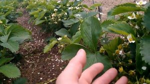 Клубника, сорт Хоней, май, цветет.