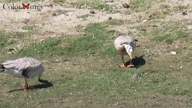 Birding with Canon Powershot SX 70 HS ZOOM TEST, Extreme Zoom test for video of Birds. Birding vide смотреть онлайн