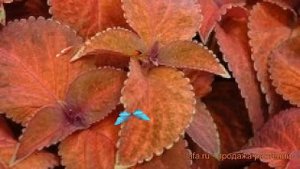 Колеус обыкновенный Сансет ? обыкновенный колеус Сансет обзор: как сажать, семена колеуса Сансет