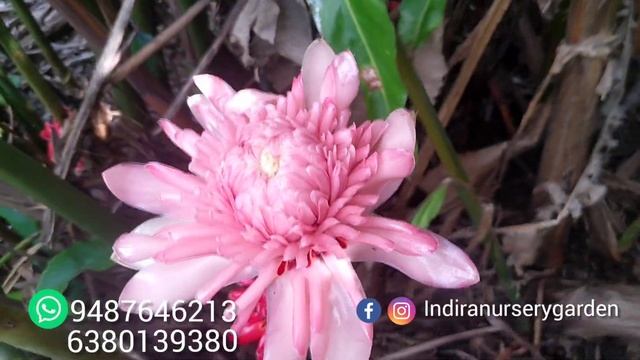 Heliconia plants. flowers cultivation .kanyakumari.tamilnadu South India. смотреть онлайн