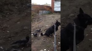 Вороны достают дергая за хвост доброго песика. 2 часть.