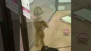 The forbidden dance