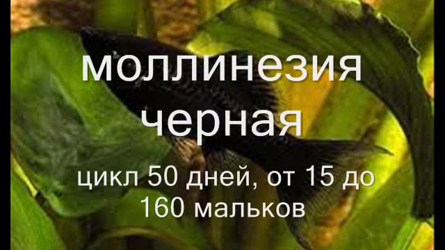 Аквариумные живородящие рыбки.