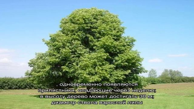 Какое дерево цветет позже всех — интересные факты о природе