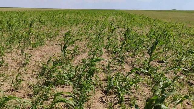 Наши покровные, опытные участки 04.08.20 смотреть онлайн