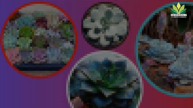 O que é uma Roseta Suculenta ?? Plantas suculentas curiosidades !! смотреть онлайн