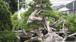 БОНСАЙ - правила выращивания дома