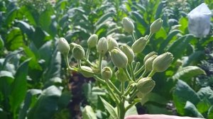 Сбор семян с табака