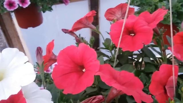 ДАЧА-САД КРАСАВИЦА ПЕТУНИЯ смотреть онлайн