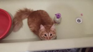 Сёма рыжий кот