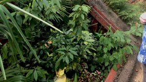 «Русский Экзотический Сад» Романа Кунецкого. «Russian Exotic Garden» of Roman Kunetskiy.