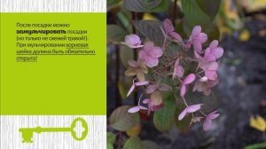 Посадка гортензий осенью. Советы биолога