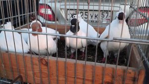 ЯРМАРКА ГОЛУБЕЙ. ОРЕЛ. 16.10.21. часть 1