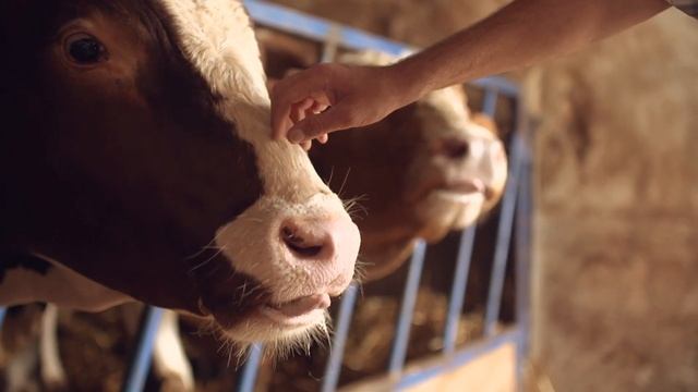 Вологодское - значит настоящее. Вологодское молоко смотреть онлайн