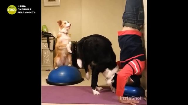  Прикол! Собака стоит на голове