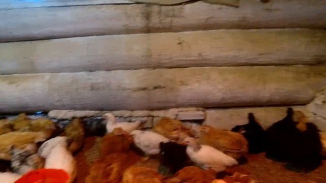 ВЫВЕЛ ЦЫПЛЯТ 6 МЯСОЯИЧНЫХ ПОРОД
