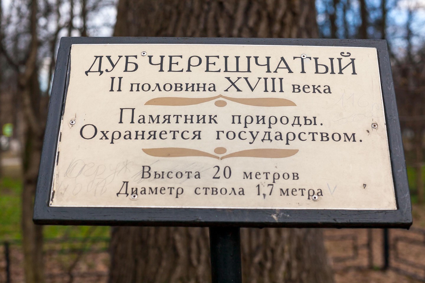 «Петровский» дуб (старый дуб в квартале 4 Кузьминского лесопарка