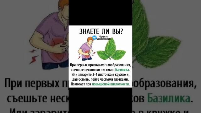 польза базилика при газообразовании #народнаямедицина #здоровье #зож #полезныесоветы #медицина