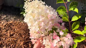 Метельчатая гортензия Стробери Блоссом розовеет#hydrangea panicul Strawberry blossom