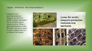 Пресмыкающиеся  Общие признаки, среда обитания и внешнее строение биология 8 кл