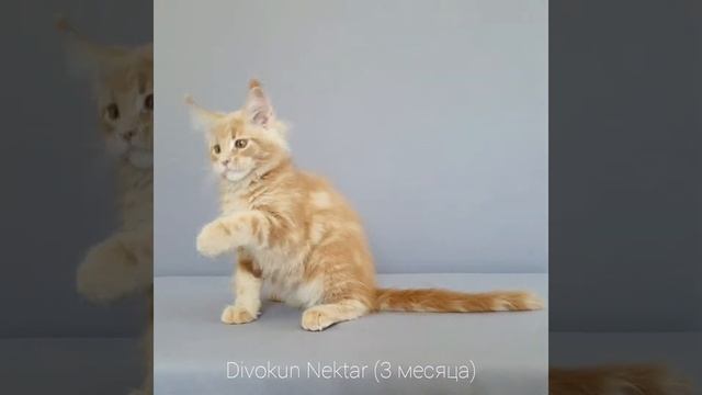 ДивоКун Нектар (3 месяца) Кот Мейн-кун кремовый мраморный смотреть онлайн