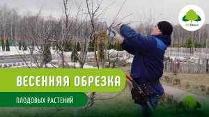 Весенняя обрезка плодовых растений