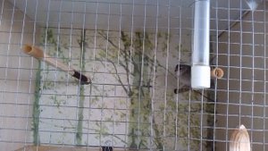 Славка садовая Garden warbler
