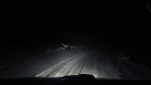 Шок😲Сбил косулю‼️