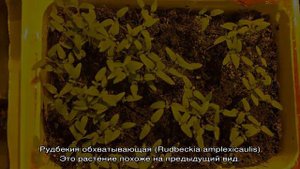 Рудбекия многолетняя — как цветет, популярные сорта