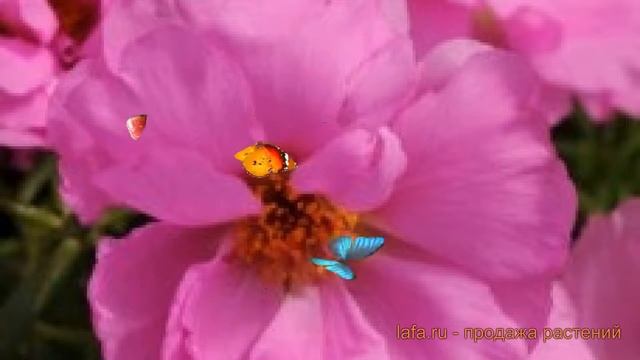 Портулак обыкновенный Розита ? портулак Розита обзор: как сажать семена портулака Розита смотреть онлайн