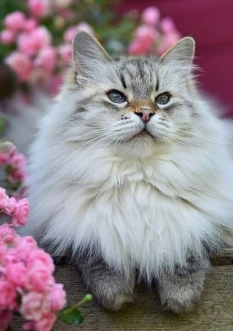 Заряд Позитива лови от Меня? Хорошего Дня ВАМ! смотреть онлайн