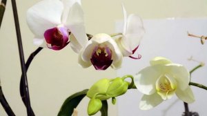 Orchid Bloom #1