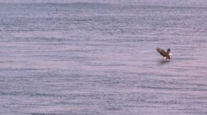 Хищные птицы, охота хищных птиц