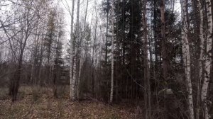 Охота на рябчика. Новичок на охоте.