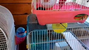 Какой наполнитель выбрать в клетку для  хомяка? О наполнителе для хомяков./Life Hamsters\