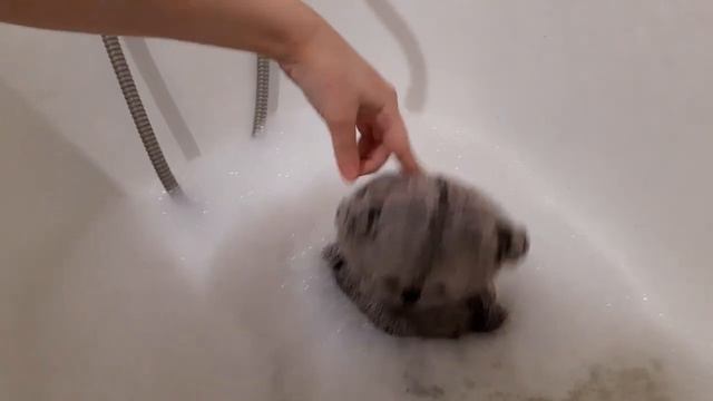 Басик купается! смотреть онлайн