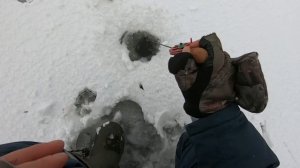 Зимняя ловля окуня на МАРОПЕДКУ.