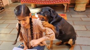 My dog is in a mood of fun | Irritating anshu | funny dog videos | Rottweiler dog