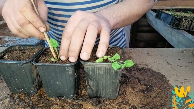 ПИКИРОВКА РАССАДЫ БАКЛАЖАНОВ!!! САМЫЙ ЛУЧШИЙ СПОСОБ!!!