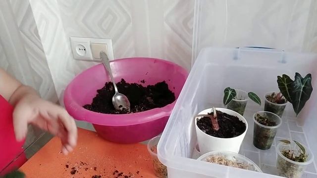 Пересадка Алоказий Полли, Блек Вельвет. Алоказий Ред Секрет спустя 1,5 мес. после омоложения. смотреть онлайн